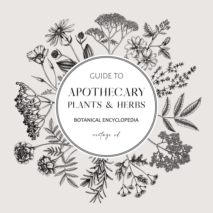Apothecary plant frame design. Witchcraft background. Herbal remedies, medicinal plant, witch herbs, natural medicine hand-drawn vector illustration. Vinatge card template. NOT AI genereted